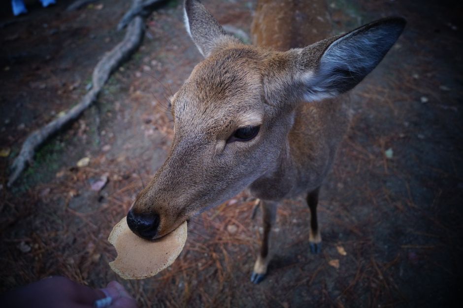 Les cerfs sacrés de Nara