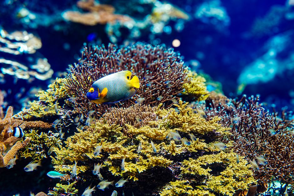 Snorkeling