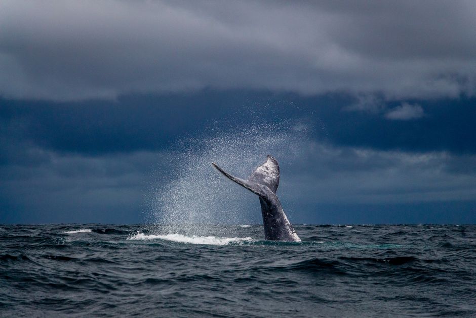 Observation des baleines