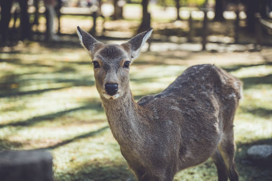 Nara