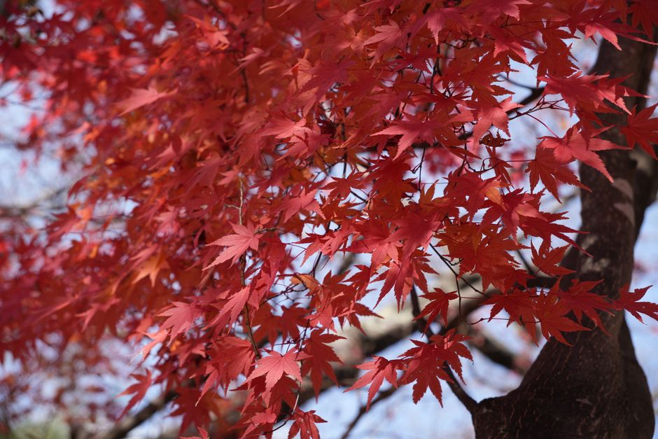 Momiji érable
