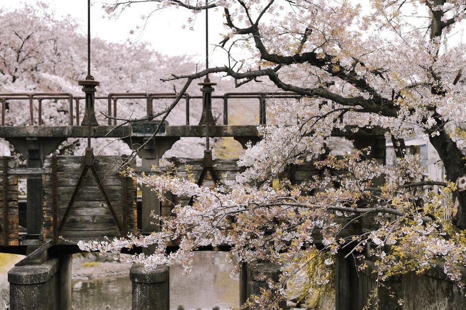 Sakura cerisiers